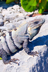 Iguana Mexico