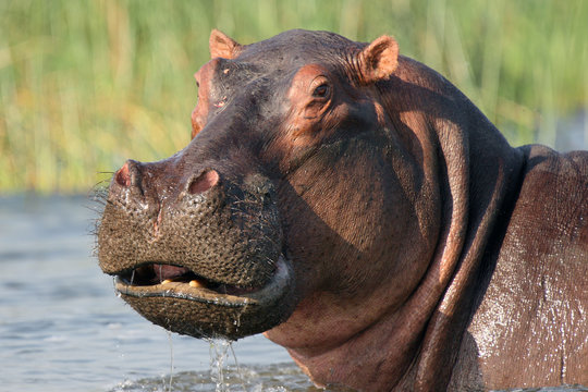 The common hippopotamus (Hippopotamus amphibius) or hippo in the river