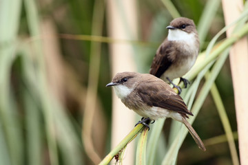 Swamp flycatcher (Muscicapa aquatica) seated on the stem reed