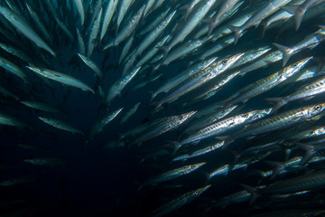 School of Barracuda