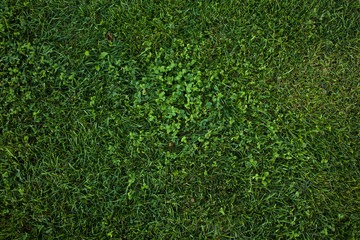 Green grass seamless texture. Green grass background texture. Field of fresh green grass texture as a background, top view, horizontal. Artificial green grass texture for background.