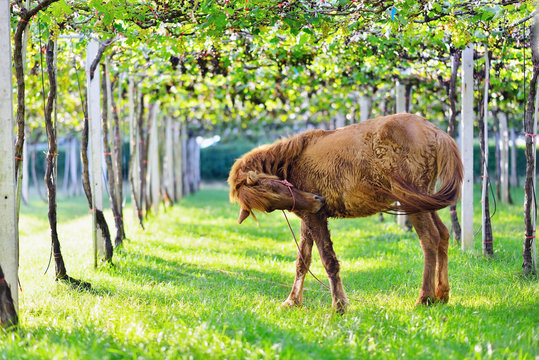 Close-up  Horses and Grapes, Image of Ripe Bunche of White Wine