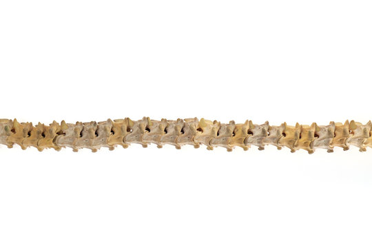 Snake backbone / Backbone of snake on white background.