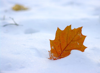 Yellow leaves in snow