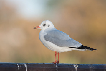 Black-headed Gull, Chroicocephalus ridibundus