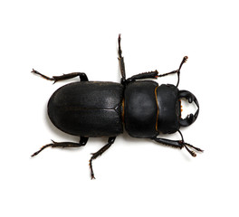 black beetle on white