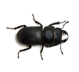 black beetle on white