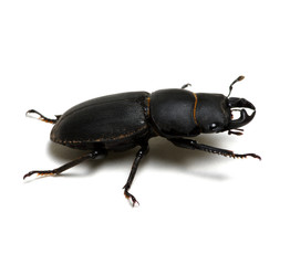 black beetle on white