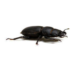 black beetle on white