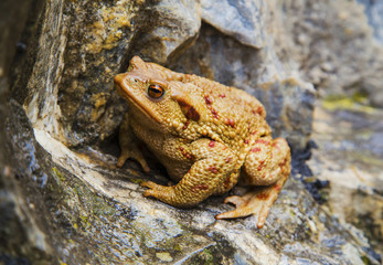 Frog portrait on the rocks closeup