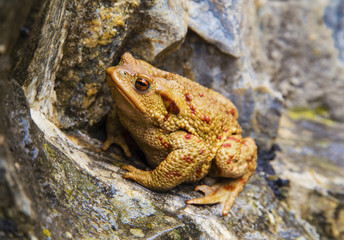 Frog portrait on the rocks closeup