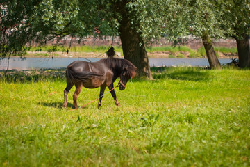 konik podczas zabawy © rogozinski