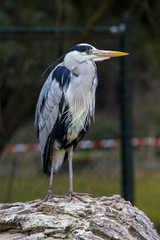 Grey heron sits on a stone