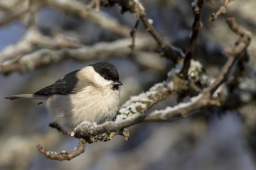 Small bird - Marsh Tit (Poecile (sin. Parus) palustris). It is IUCN Red List specie. Distributed in Europe, UK, east Asia. Winter, snow on the branches. Wildlife in garden.