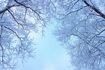 Zimowe Drzewo