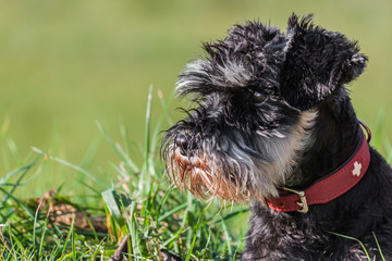 Dwarf Schnauzer black silver