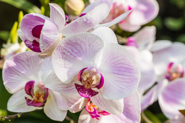Close up of pink orchid, Phalaenopsis.