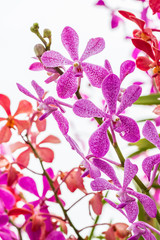 Abstract background of colorful Mokara orchids.