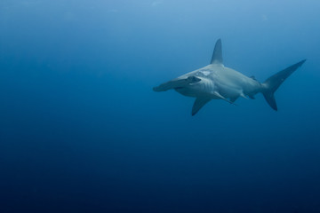 Hammerhead shark malpelo island