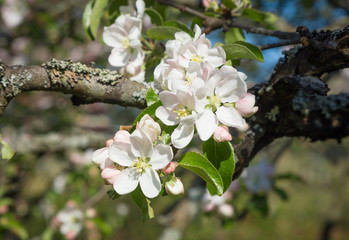 Branch of Apple blossoms white flowers