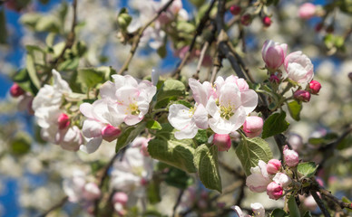 Fototapeta na wymiar Beautiful branch of a blossoming Apple tree in spring
