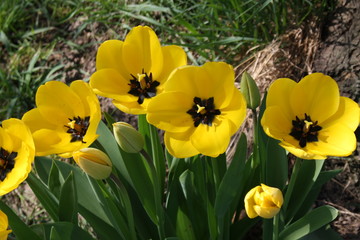 Obraz premium Gelbe Tulpenblüten