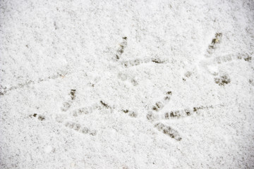 bird traces