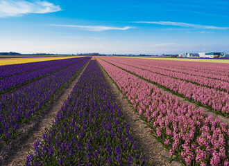 Blooming hyacinth field in Netherlands., Pink, blue and yellow flowers.