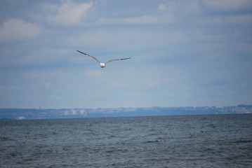 Fototapeta na wymiar Seagull in flight, in the sky