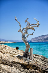 Fototapeta premium Funny tree Greece