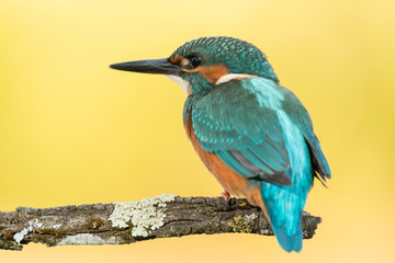 Kingfisher bird preening on a branch