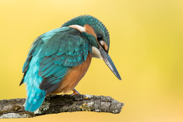 Kingfisher bird preening on a branch