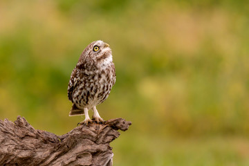 Cute owl