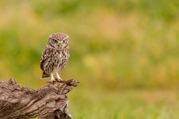 Cute owl