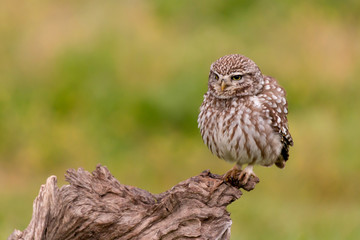 Cute owl