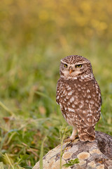 Cute owl