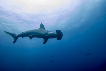 Hammerhead shark malpelo island - obrazy, fototapety, plakaty