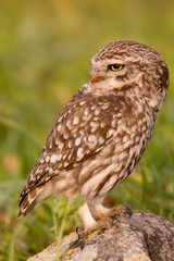 Cute owl