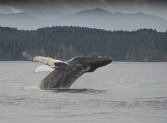 Breaching Humpback Whale © Betty Sederquist
