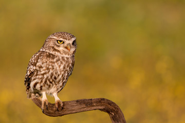 Cute owl