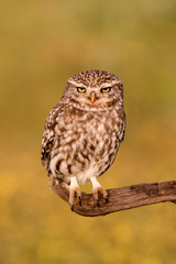 Cute owl