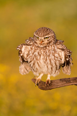 Cute owl