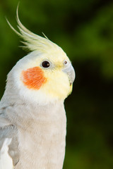Beautiful parrot nymph