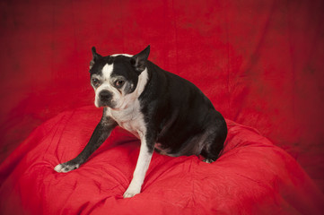Boston Terrier in front of red background