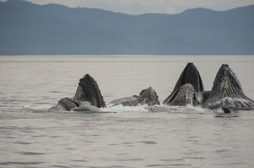 Naklejka premium Bubble Feeding Whales, Alaska