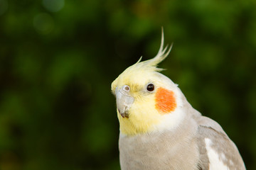 Beautiful parrot nymph