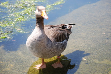 Duck strolling near water 