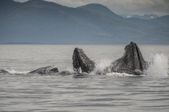 Whales Bubblenet Feeding