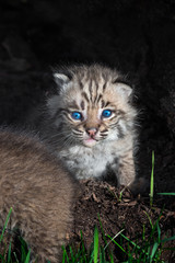 Naklejka na ściany i meble Bobcat Kitten (Lynx rufus) Stares Out from Within Log