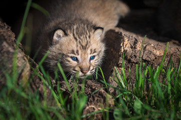 Bobcat Kitten (Lynx rufus) Peeks Out Between Grass Stems